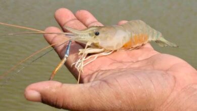 झींगा पालन में नया अध्याय लिख रहा है सुकमा जिला झींगा पालन में नया अध्याय लिख रहा है सुकमा जिला