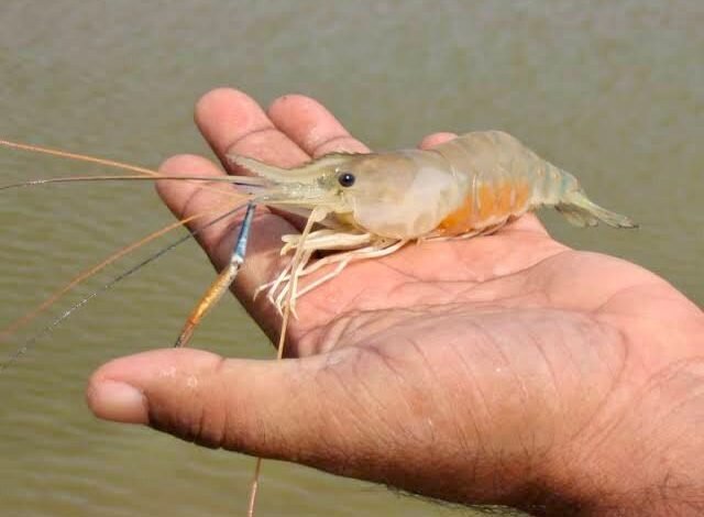 झींगा पालन में नया अध्याय लिख रहा है सुकमा जिला