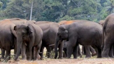 सरगुजा के बतौली में हाथियों का आतंक, कई घरों को गिराए, दहशत में ग्रामीण सरगुजा के बतौली में हाथियों का आतंक, कई घरों को गिराए, दहशत में ग्रामीण