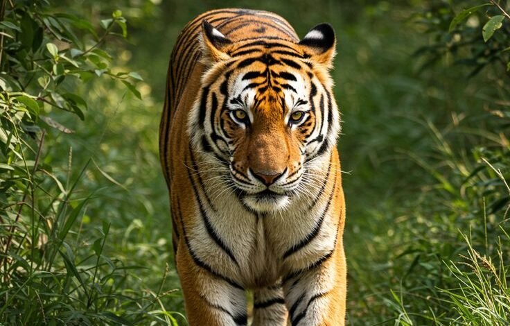 अंतर्राष्ट्रीय बाघ दिवस :मध्यप्रदेश में बाघ की दहाड़ बरकरार