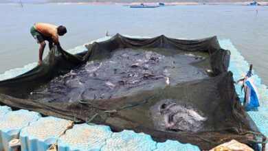 छत्तीसगढ़ में फिशरीज के नये युग की शुरूआत छत्तीसगढ़ में फिशरीज के नये युग की शुरूआत