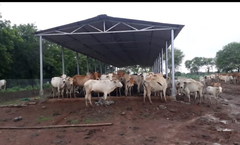 छत्तीसगढ़ में ‘गौधाम योजना’ की शुरुआत – पशुधन सुरक्षा, नस्ल सुधार और ग्रामीण अर्थव्यवस्था को मिलेगा संबल