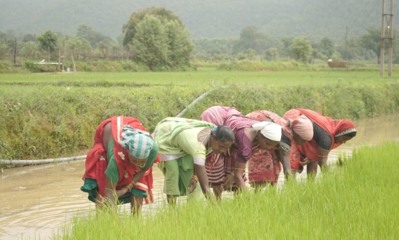 समय पर मिला खाद, खिल उठी उम्मीदें, संतोष की मेहनत में भरेंगे रंग