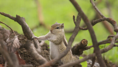 दो पीढ़ियों ने फोटोग्राफी में जलवे बिखेरे… 20 वीं तात्कालिक राजकीय फोटोग्राफी स्पर्धा -2025 में प्रकृति को कैमरे में कैद किया दो पीढ़ियों ने फोटोग्राफी में जलवे बिखेरे… 20 वीं तात्कालिक राजकीय फोटोग्राफी स्पर्धा -2025 में प्रकृति को कैमरे में कैद किया