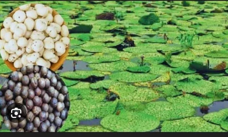 धान के कटोरे से सुपर फूड की ओर : मखाना की खेती बनी महिलाओं के लिए समृद्धि की आधार