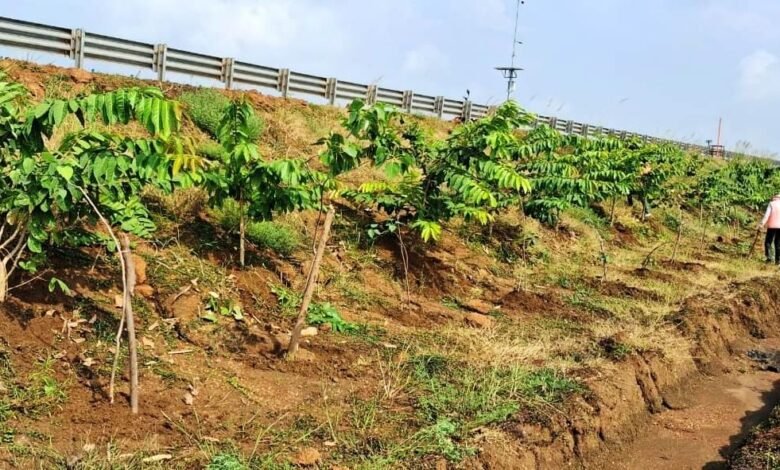 ‘एक पेड़ माँ के नाम 2.0’ अभियान के तहत सड़कों के किनारे और डिवाइडर्स पर पौधरोपण