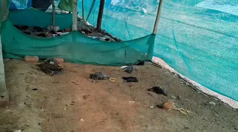 अज्ञात व्यक्ति ने पोल्ट्रीफार्म में घुसकर मुर्गियों-बतखों को मारा