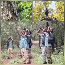 राष्ट्रीय पक्षी पहाड़ी मैना के संरक्षण-संवर्धन से राष्ट्रीय उद्यान में 600 से अधिक मैना दिखे