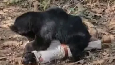 ग्रामीण व वनकर्मी की बाईक को भालू ने किया क्षतिग्रस्त