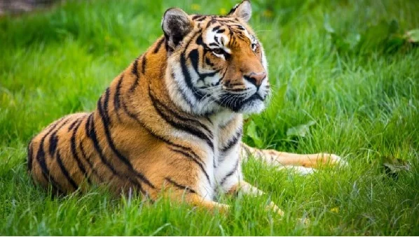 नौरादेही अभयारण्य में भी चीते छोड़ने की योजना : मुख्यमंत्री यादव