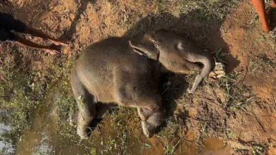 दर्दनाक हादसा : हाथी शावक की तालाब में डूबने से मौत दर्दनाक हादसा : हाथी शावक की तालाब में डूबने से मौत