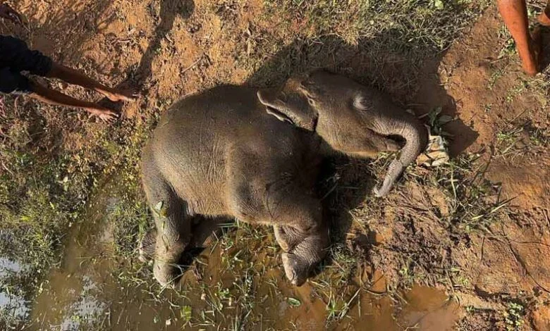 दर्दनाक हादसा : हाथी शावक की तालाब में डूबने से मौत