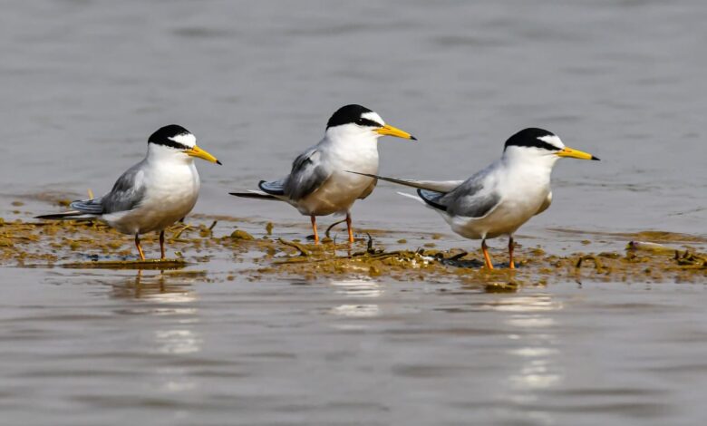 कोपरा जलाशय को राज्य का पहला रामसर साइट घोषित किया जाना छत्तीसगढ़ के लिए गर्व का क्षण: मुख्यमंत्री श्री विष्णु देव साय कोपरा जलाशय को राज्य का पहला रामसर साइट घोषित किया जाना छत्तीसगढ़ के लिए गर्व का क्षण: मुख्यमंत्री श्री विष्णु देव साय