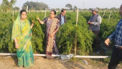 ड्रिप तकनीक से बदली खेती की तस्वीर: धान–मिर्ची की फसल से किसान मुकेश चौधरी को सालाना लाखों की आमदनी