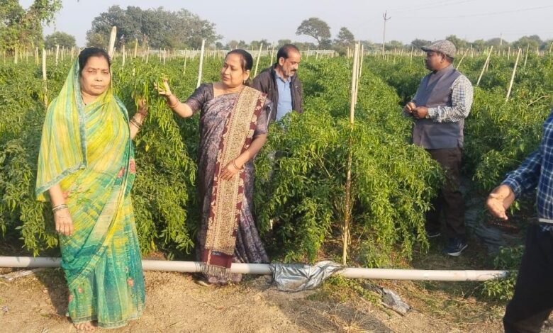 ड्रिप तकनीक से बदली खेती की तस्वीर: धान–मिर्ची की फसल से किसान मुकेश चौधरी को सालाना लाखों की आमदनी