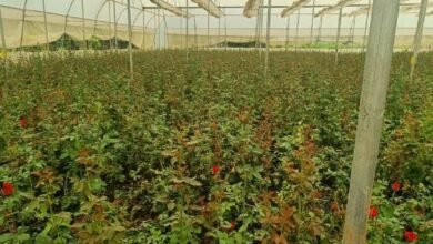 खेतों में अब सिर्फ धान नहीं, खुशबू भी उग रही है