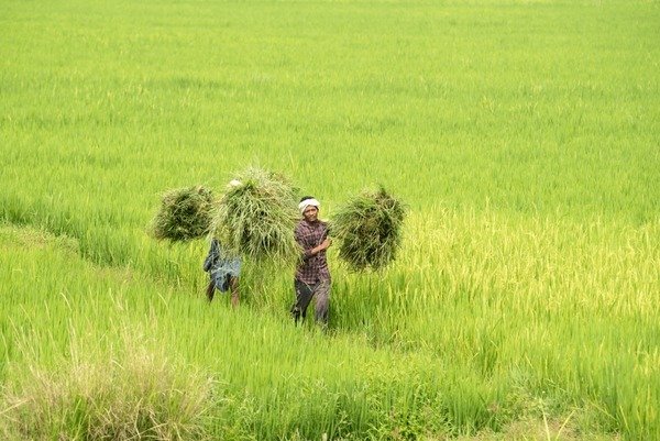 धान खरीदी में नया रिकॉर्ड: 13 जनवरी तक 17.77 लाख किसानों के खातों में पहुंचा ₹23,448 करोड़