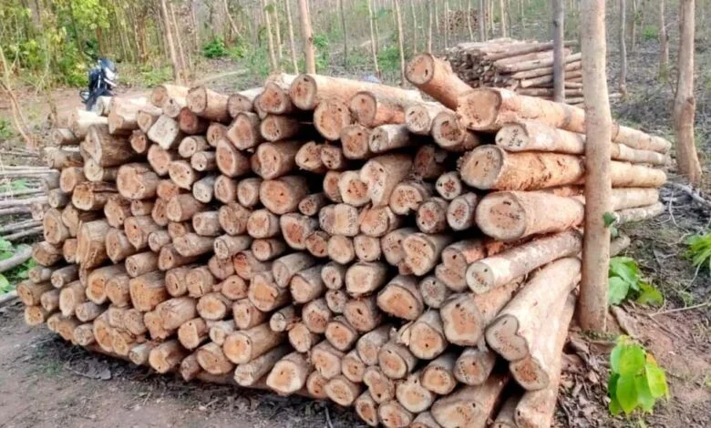 छत्तीसगढ़ राज्य वन विकास निगम द्वारा माओवाद प्रभावित क्षेत्रों में वानिकी कार्यों से राजस्व वृद्धि