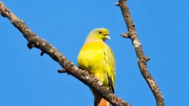 दुर्लभ ऑरेंज-ब्रेस्टेड ग्रीन-पिजन,बर्ड सर्वे के दौरान हुई विशेष फोटोग्राफी