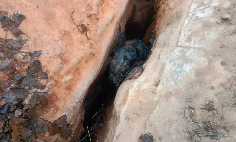 जंगल क्षेत्र में हाथी के बच्चे की हुई मौत, पोस्टमार्टम के बाद होगी मृत्यु कारणों की पुष्टि