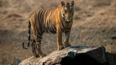 टाइगर टूरिज्म कॉरिडोर से जुड़ेंगे मध्यप्रदेश के प्रमुख वन्यजीव पर्यटन स्थल : मुख्यमंत्री यादव