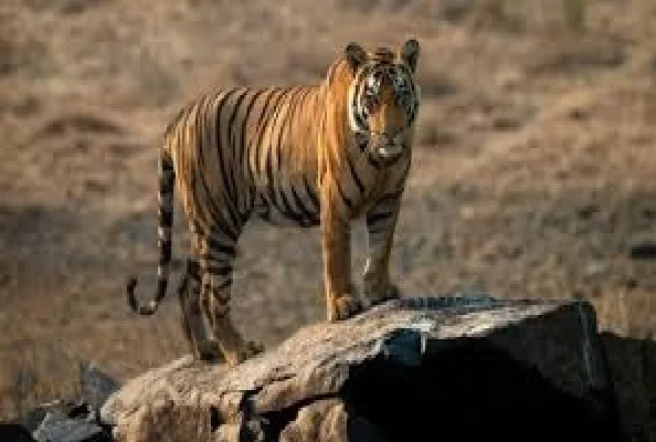 टाइगर टूरिज्म कॉरिडोर से जुड़ेंगे मध्यप्रदेश के प्रमुख वन्यजीव पर्यटन स्थल : मुख्यमंत्री यादव