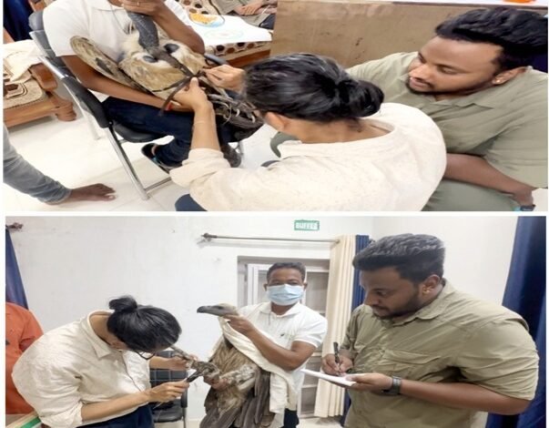 गिद्ध संरक्षण में छत्तीसगढ़ की नई उड़ान