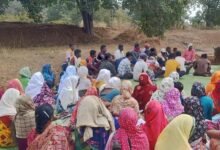 50 वर्षों बाद धमतरी के आदिवासी अंचल में रबी खेती की वापसी