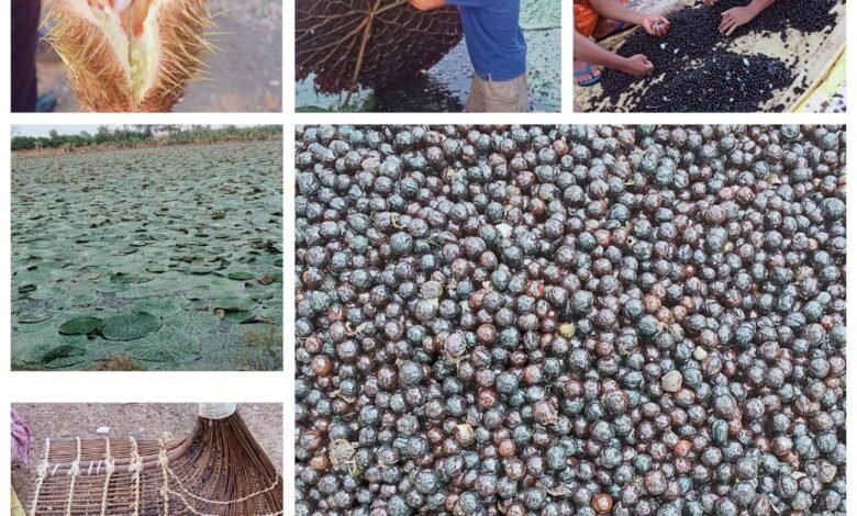 छत्तीसगढ़ में मखाना उत्पादन को प्रोत्साहन