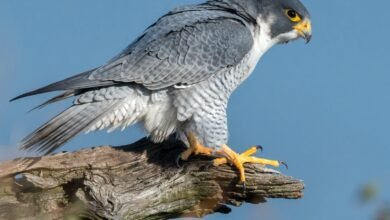 उदंती-सीतानदी में दिखा दुनिया का सबसे तेज़ उड़ने वाला पक्षी पेरेग्रीन फाल्कन