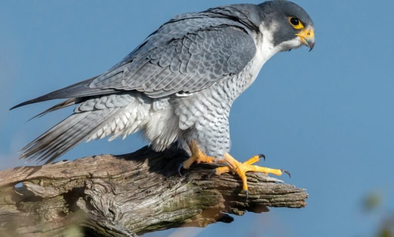 उदंती-सीतानदी में दिखा दुनिया का सबसे तेज़ उड़ने वाला पक्षी पेरेग्रीन फाल्कन