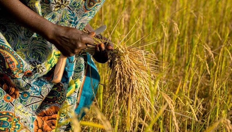 समर्थन मूल्य पर धान खरीदी में अनियमितता, 38 कर्मचारियों पर हुई कार्रवाई समर्थन मूल्य पर धान खरीदी में अनियमितता, 38 कर्मचारियों पर हुई कार्रवाई