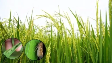 धान भंडारण में सूखत एवं कीट-जनित क्षय: वैज्ञानिक एवं स्वाभाविक प्रक्रिया