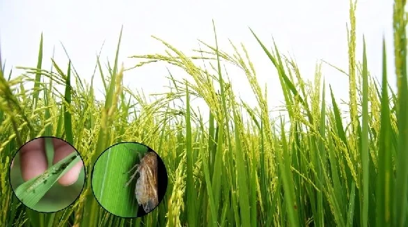 धान भंडारण में सूखत एवं कीट-जनित क्षय: वैज्ञानिक एवं स्वाभाविक प्रक्रिया