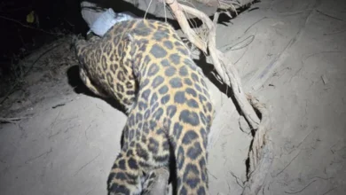 कटघोरा में तेंदुए का सफल रेस्क्यू और शिकारी गिरफ्तार