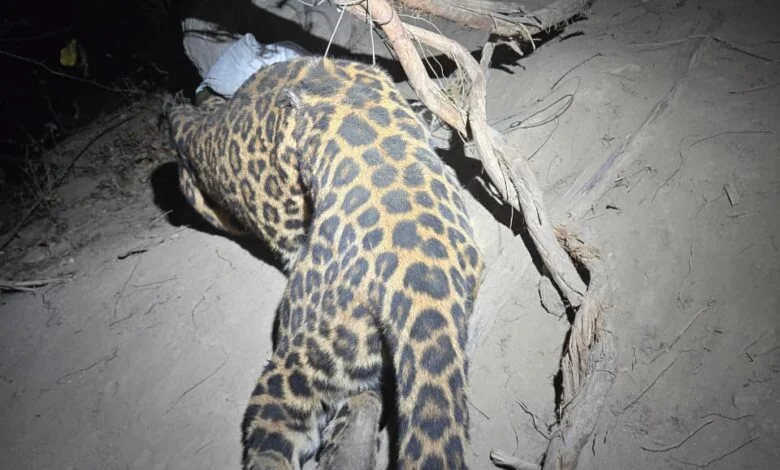 कटघोरा में तेंदुए का सफल रेस्क्यू और शिकारी गिरफ्तार