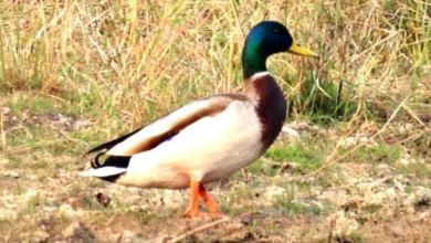 गिधवा टैंक में प्रवासी मल्लार्ड का आगमन, बढ़ी क्षेत्र की पहचान