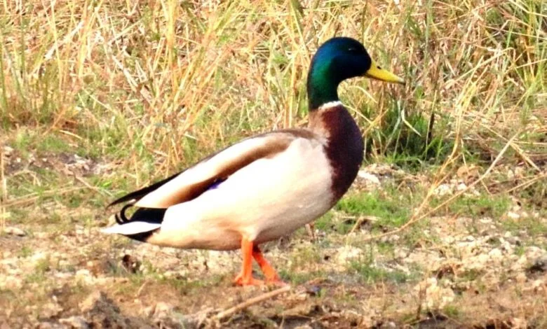 गिधवा टैंक में प्रवासी मल्लार्ड का आगमन, बढ़ी क्षेत्र की पहचान