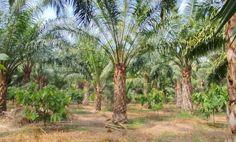 एक एकड़ में सवा लाख रुपए का मुनाफा देने वाला पाम ऑयल की खेती