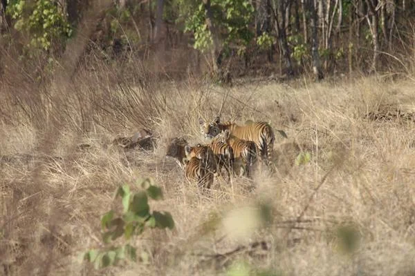 विंध्य की गोद में बसा खिवनी अभयारण्य बन रहा है इको-टूरिज्म का आकर्षण केन्द्र