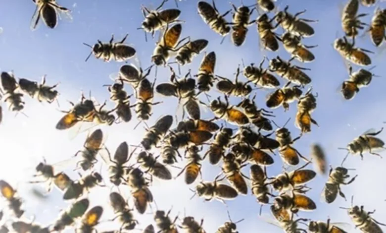 अम्पायर पर मधुमक्खियों के झुंड ने बोला हमला, अस्पताल में मौत