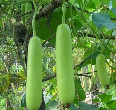 जानें कौन सी लौकी जल्दी गलती है, स्वाद भी लगता है लाजवाब