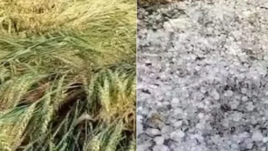 MP के 20 जिलों में आंधी-बारिश और ओलावृष्टि, फसलों पर संकट