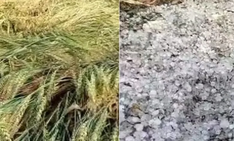 MP के 20 जिलों में आंधी-बारिश और ओलावृष्टि, फसलों पर संकट MP के 20 जिलों में आंधी-बारिश और ओलावृष्टि, फसलों पर संकट