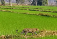 मां से बिछड़कर खेत में पहुंचा चार माह का तेंदुए का शावक, वन विभाग ने किया सुरक्षित रेस्क्यू
