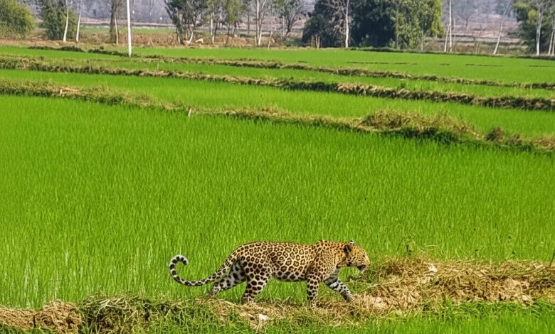 मां से बिछड़कर खेत में पहुंचा चार माह का तेंदुए का शावक, वन विभाग ने किया सुरक्षित रेस्क्यू