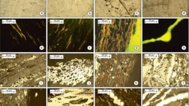 झारखंड की कोयला खदानों ने की लंबे समय से खोई हुई दुनिया को फिर से खोजने में मदद