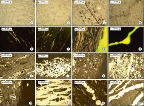 झारखंड की कोयला खदानों ने की लंबे समय से खोई हुई दुनिया को फिर से खोजने में मदद