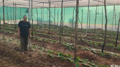 पान की विलुप्त होती खेती को नया जीवन, छुईखदान में पान अनुसंधान केन्द्र की स्थापना