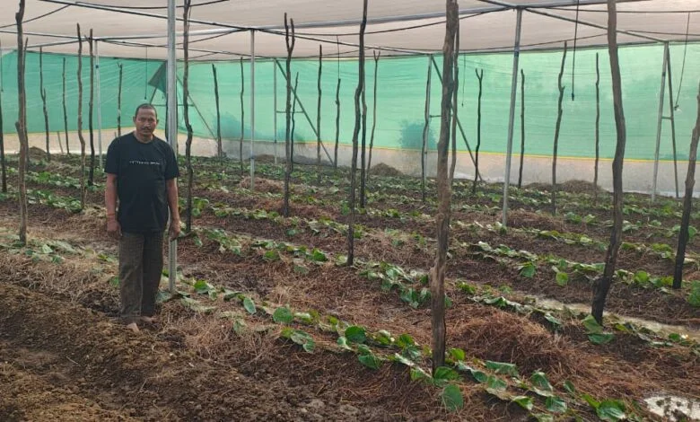 पान की विलुप्त होती खेती को नया जीवन, छुईखदान में पान अनुसंधान केन्द्र की स्थापना